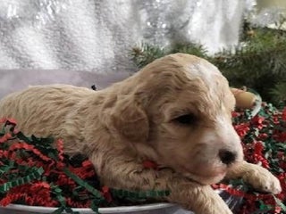 Bichpoo dogs Macy - Ad 38