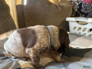German Shorthaired Pointer dogs German Shorthaired Pointer Puppy 6 - Ad 8
