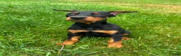 Doberman Pinscher dogs for sale: Female 1 - Ad 3