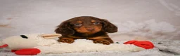 Miniature Dachshund dogs for sale: Spencer - Ad 5