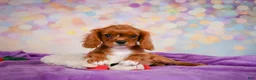 Cavalier King Charles Spaniel dogs for sale: Chase - Ad 9