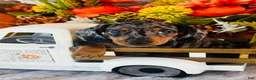 Miniature Dachshund dogs for sale: Tarzan  - Ad 1