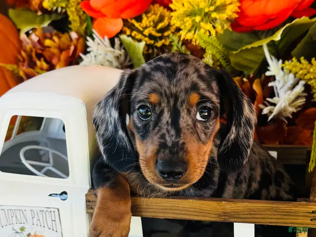 Miniature Dachshund dogs for sale: Tarzan - Ad 1