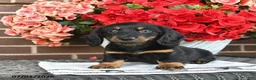 Miniature Dachshund dogs for sale: Tippy  - Ad 4