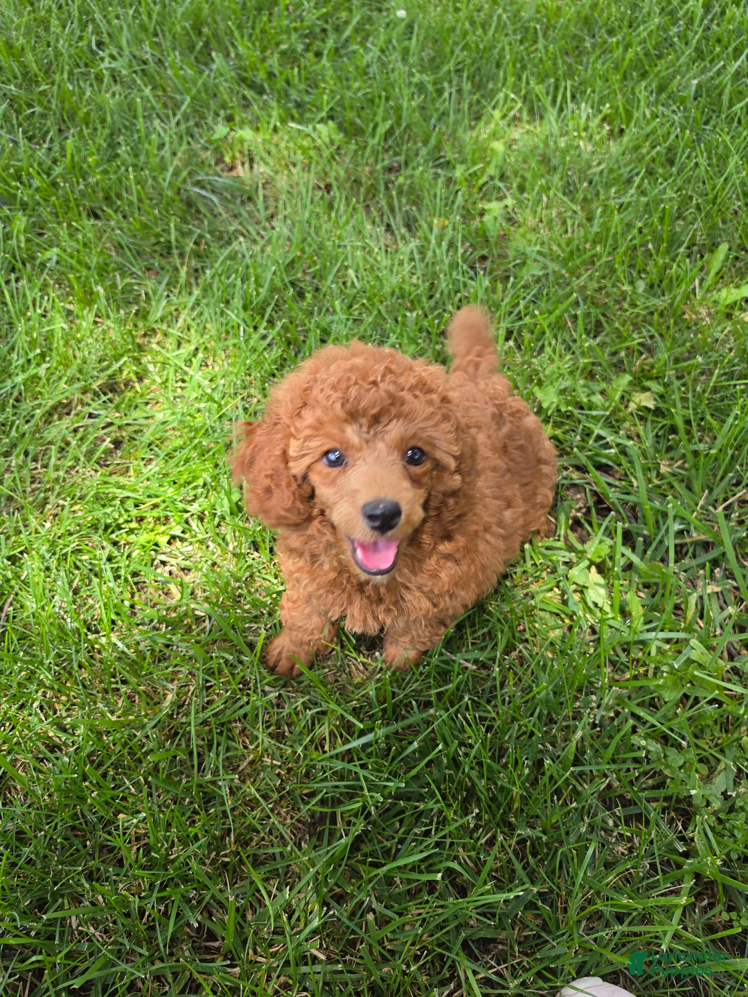 Mixed Breed dogs for sale: Nugget - Ad 1