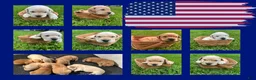 Labrador Retriever dogs for sale: Abe Lincoln - Orange - Ad 7