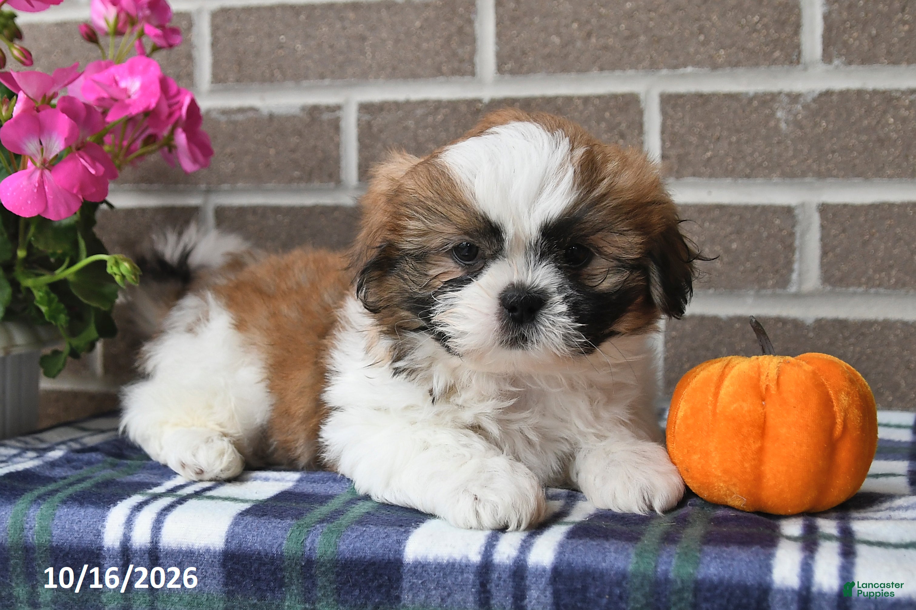 Shih Tzu dogs Caleb - Ad 2