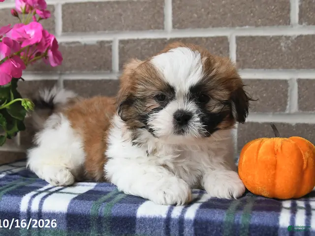 Shih Tzu dogs for sale: Caleb - Ad 2
