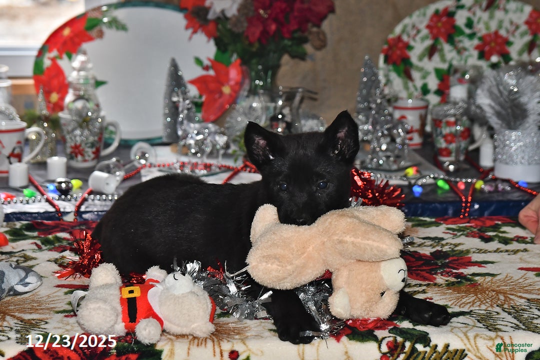 Belgian Malinois dogs for sale: Zeus - Ad 8