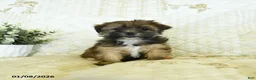 Shorkie dogs for sale: Kandy  - Ad 3