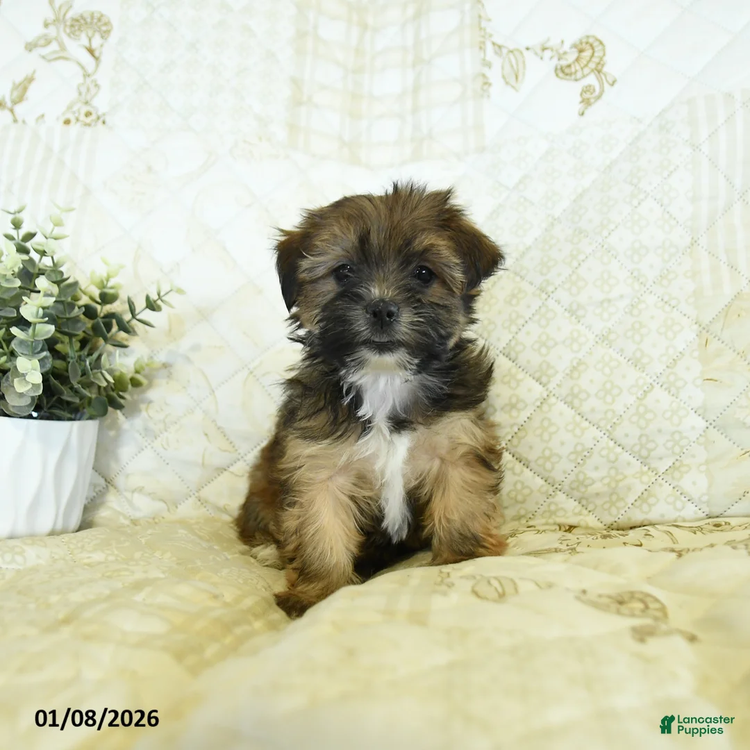 Shorkie dogs for sale: Kandy  - Ad 3