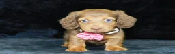 Miniature Dachshund dogs for sale: AKC Alice - Ad 1