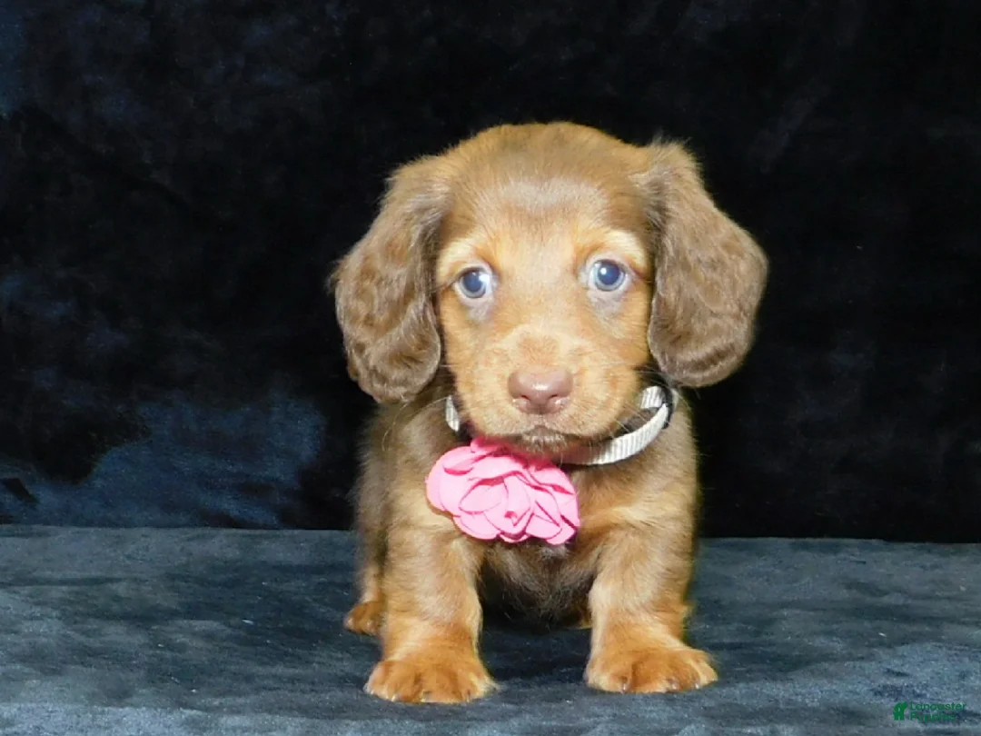 Miniature Dachshund dogs for sale: AKC Alice - Ad 1