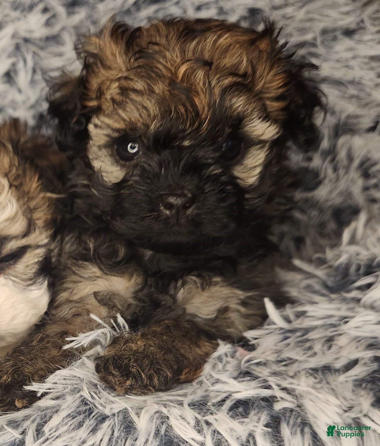 Shihpoo dogs Shihpoo 4 - Ad 26