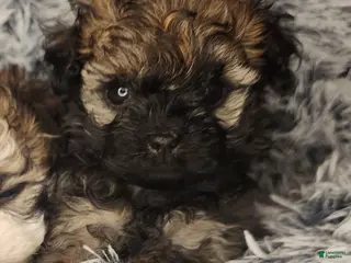 Shihpoo dogs Shihpoo 4 - Ad 26