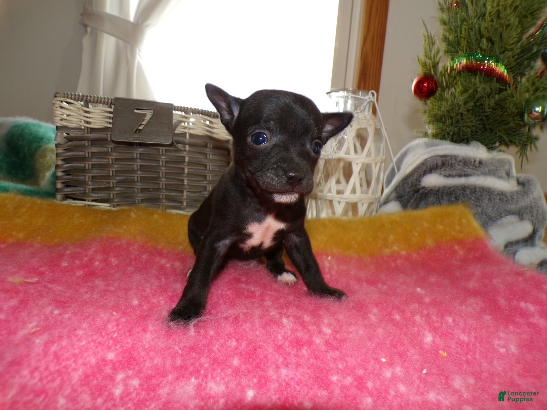 Chihuahua dogs for sale: Chihuahua Puppy 7 Tinker - Ad 3