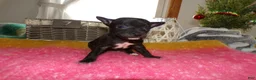 Chihuahua dogs for sale: Chihuahua Puppy 7 Tinker - Ad 3