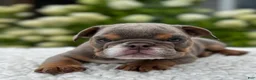 Beabull dogs for sale: Hailey  - Ad 5