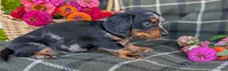 Dachshund dogs for sale: Tessa  - Ad 7