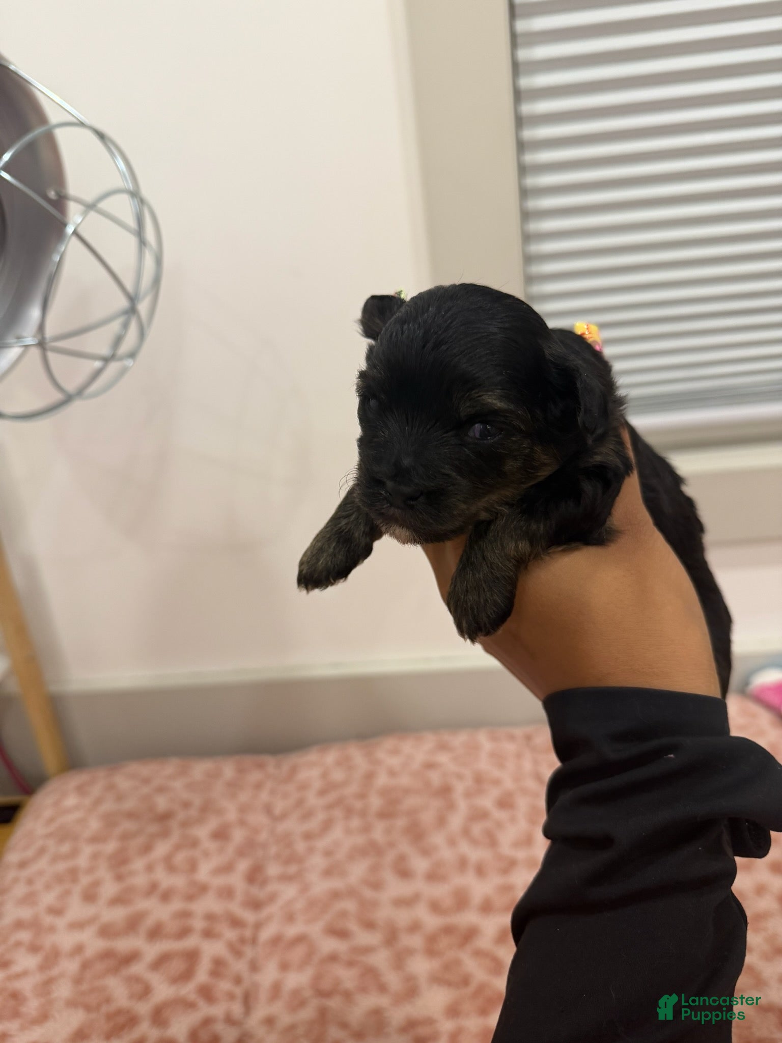 Yorkshire Terrier dogs Puppy6 Male - Ad 2