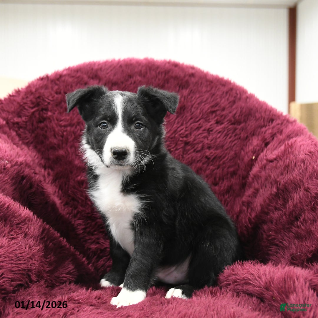 Border Collie dogs for sale: Hickory - Ad 1