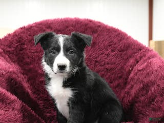 Border Collie dogs Hickory - Ad 23