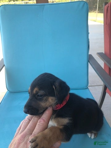 Mixed Breed dogs Girl 3 - Ad 2