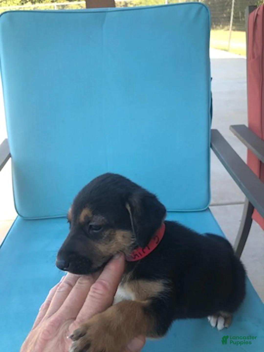 Mixed Breed dogs for sale: Girl 3 - Ad 2