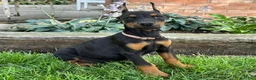 Doberman Pinscher dogs for sale: Arabelle - Ad 5