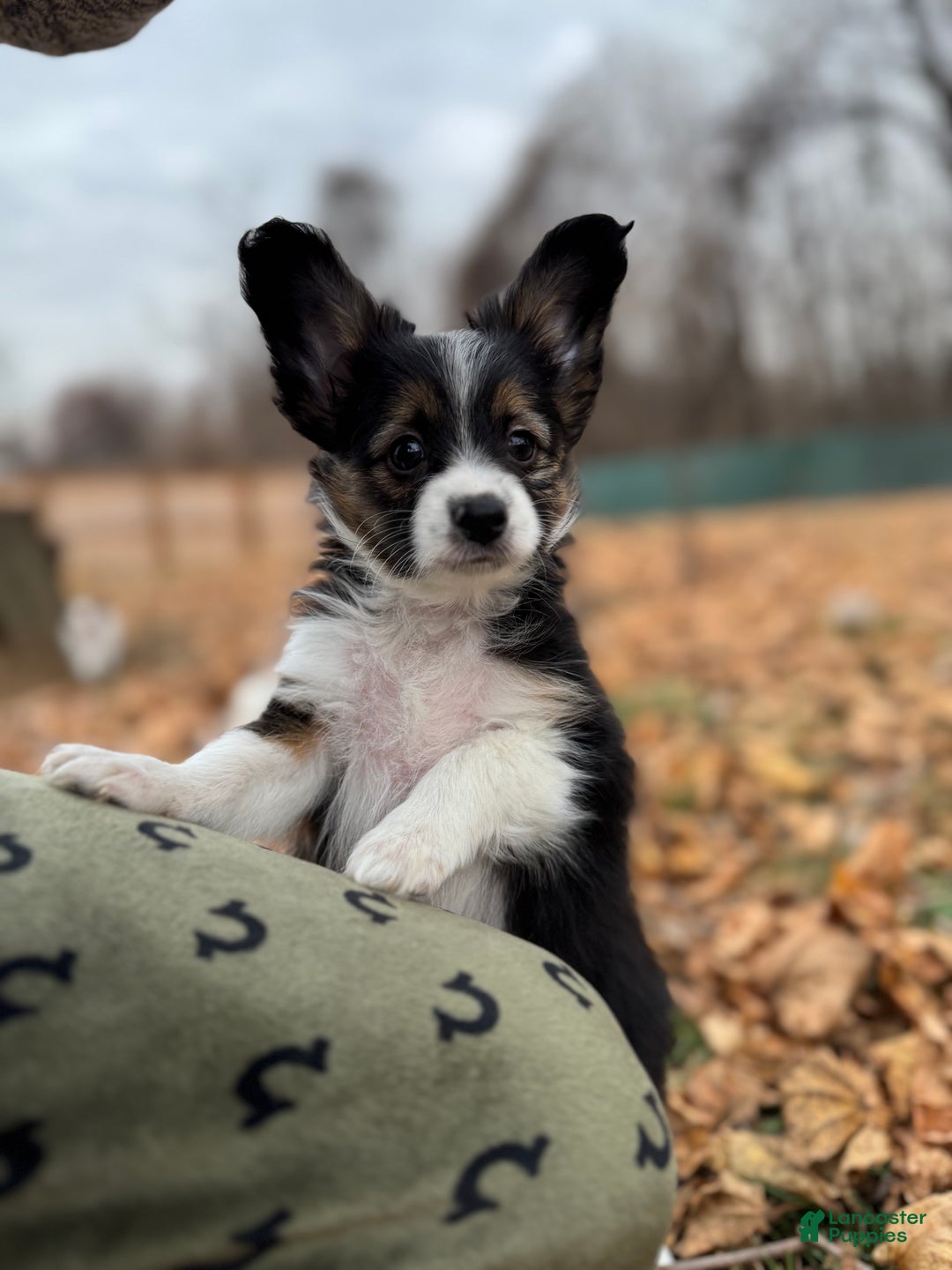 Mixed Breed dogs for sale: Bandit  - Ad 2