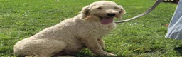 Goldendoodle dogs for sale: Liam - Ad 5