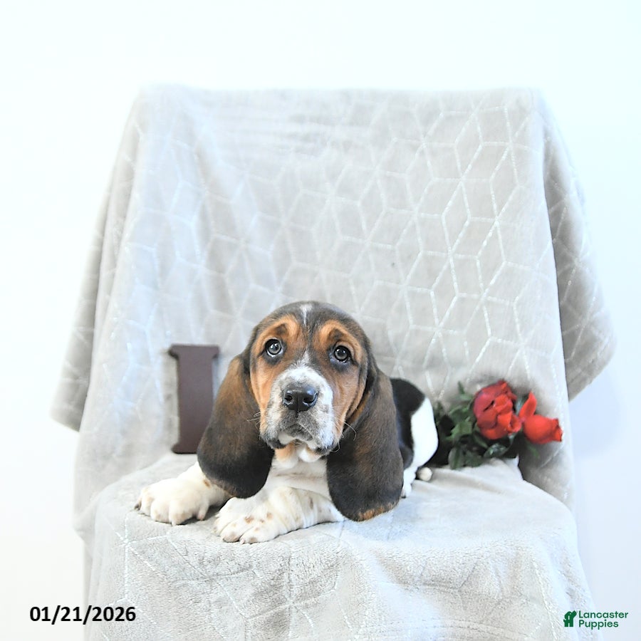 Basset Hound dogs Jacqueline - Ad 3