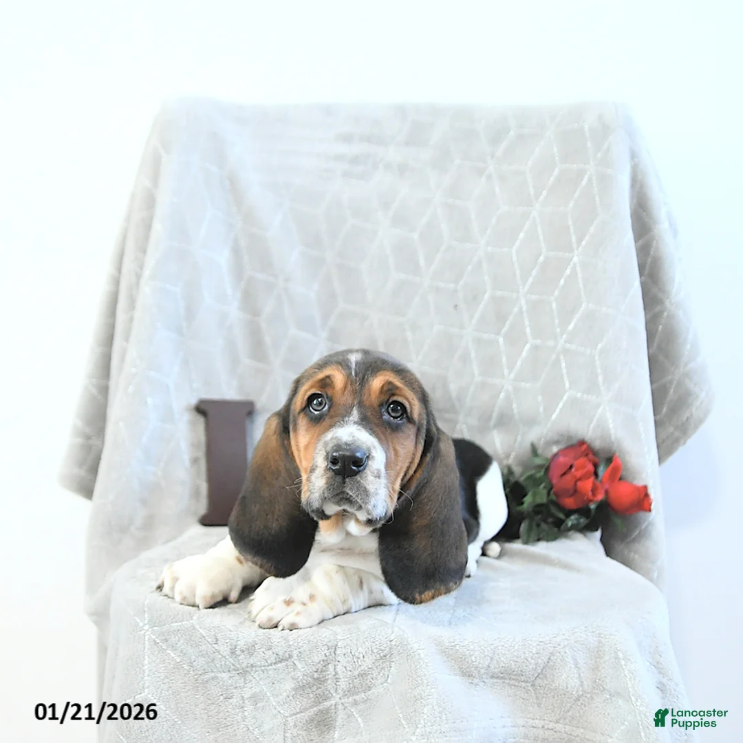 Basset Hound dogs for sale: Jacqueline - Ad 8