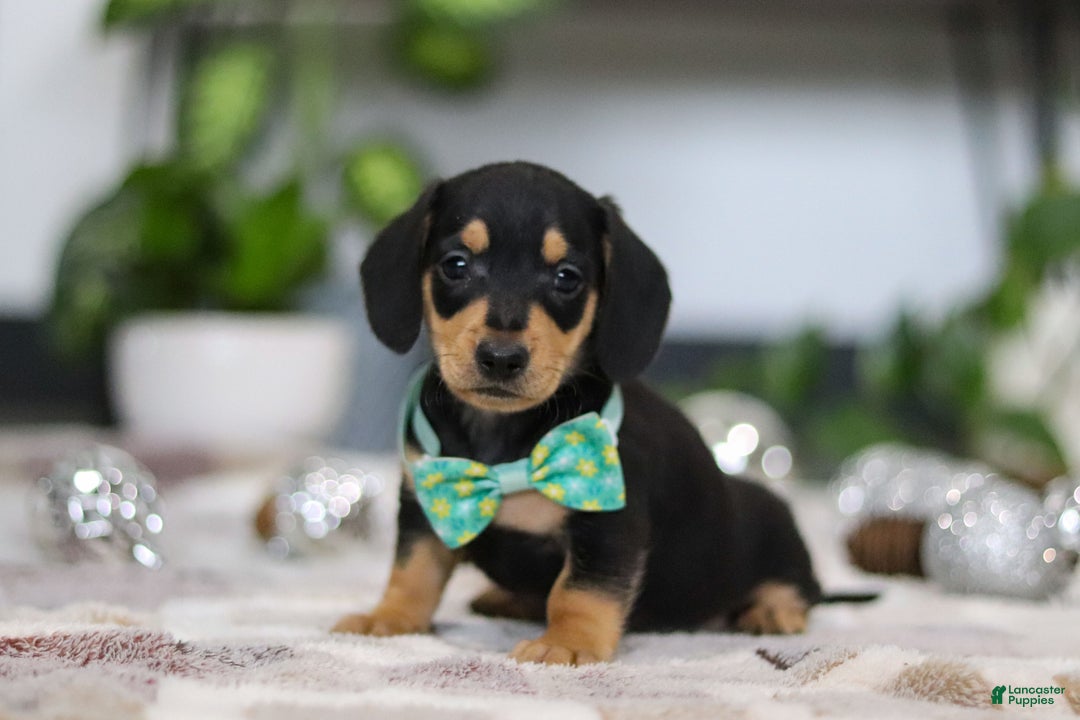 Miniature Dachshund dogs for sale: Blake - Ad 1