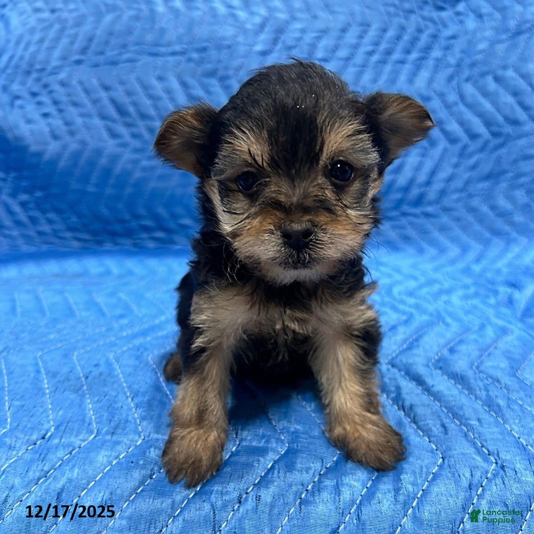 Yorkiepoo dogs for sale: Trish - Ad 1