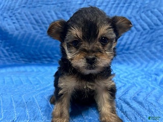 Yorkiepoo dogs Trish - Ad 2