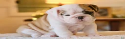 English Bulldog dogs for sale: George - Ad 3