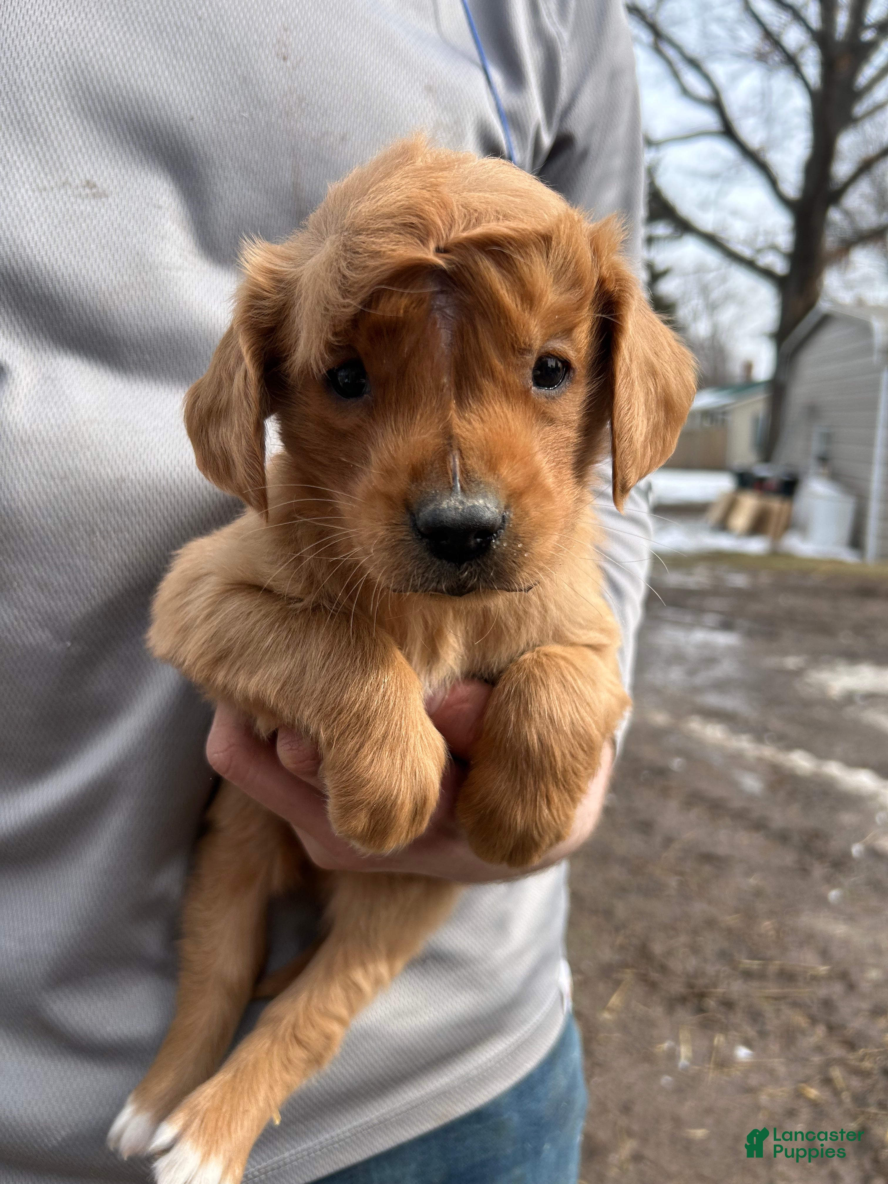 Golden Retriever dogs Buddy - Ad 1