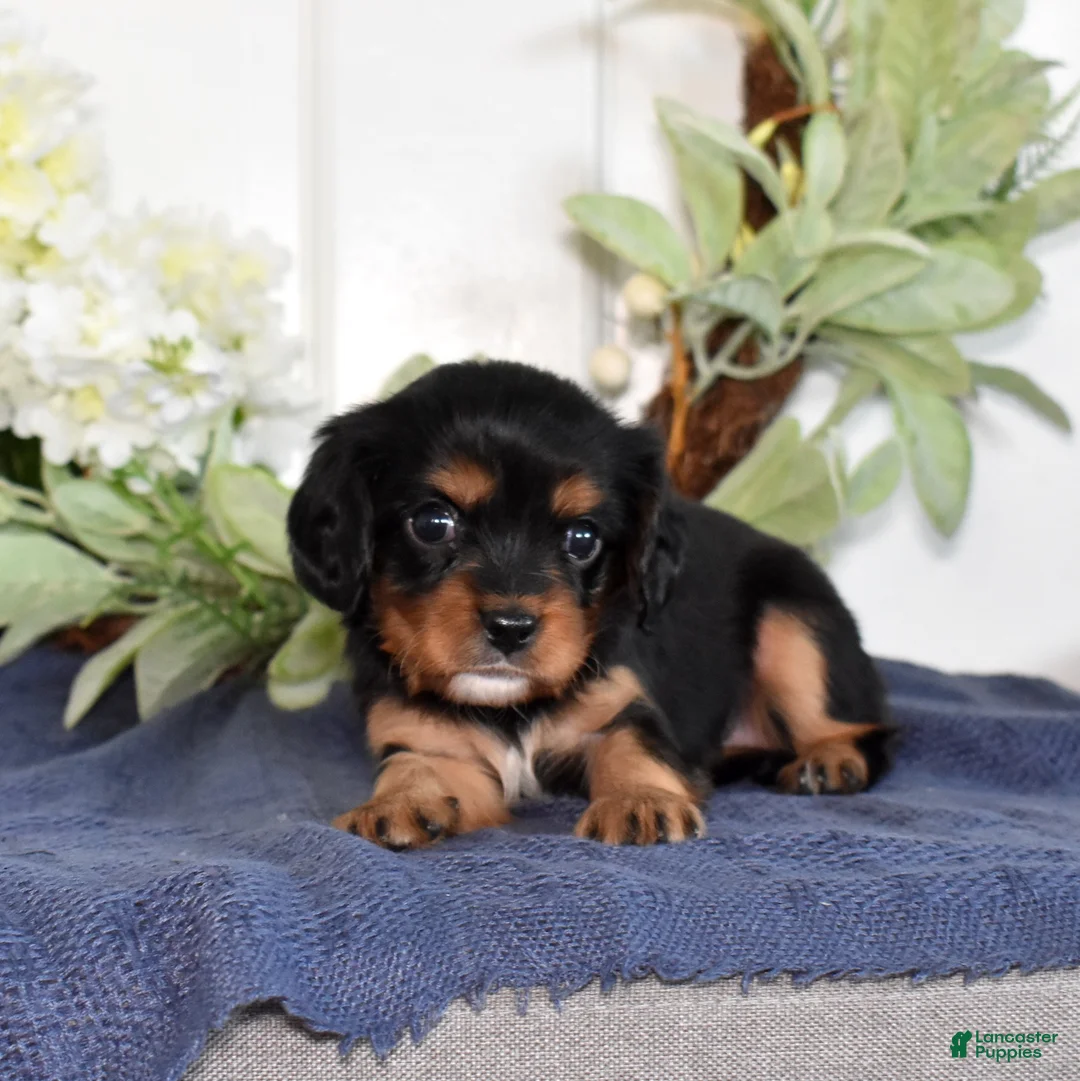 Cavalier King Charles Spaniel dogs for sale: Pixie - Ad 2