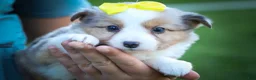 Mixed Breed dogs for sale: Gabby💕 - Ad 9