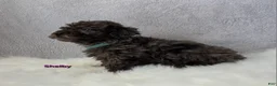 Miniature Poodle dogs for sale: Shelby - Ad 4