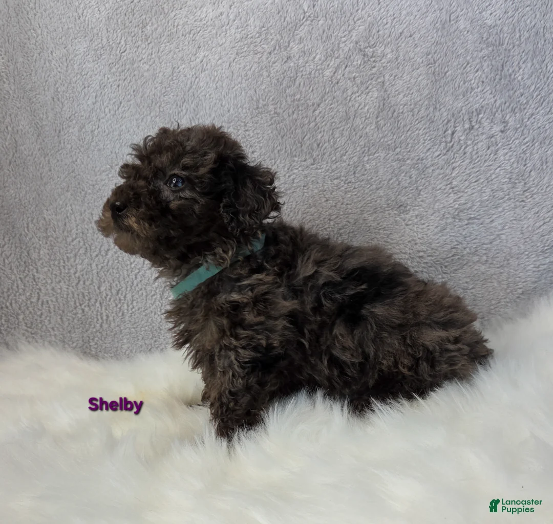 Miniature Poodle dogs for sale: Shelby - Ad 4