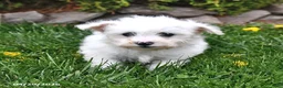 Bichon Frise dogs for sale: Summit - Ad 1