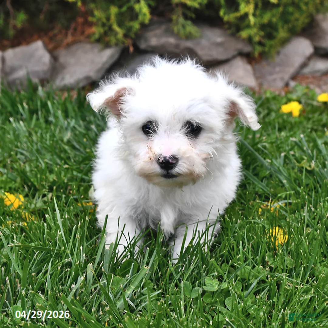 Bichon Frise dogs for sale: Summit - Ad 1