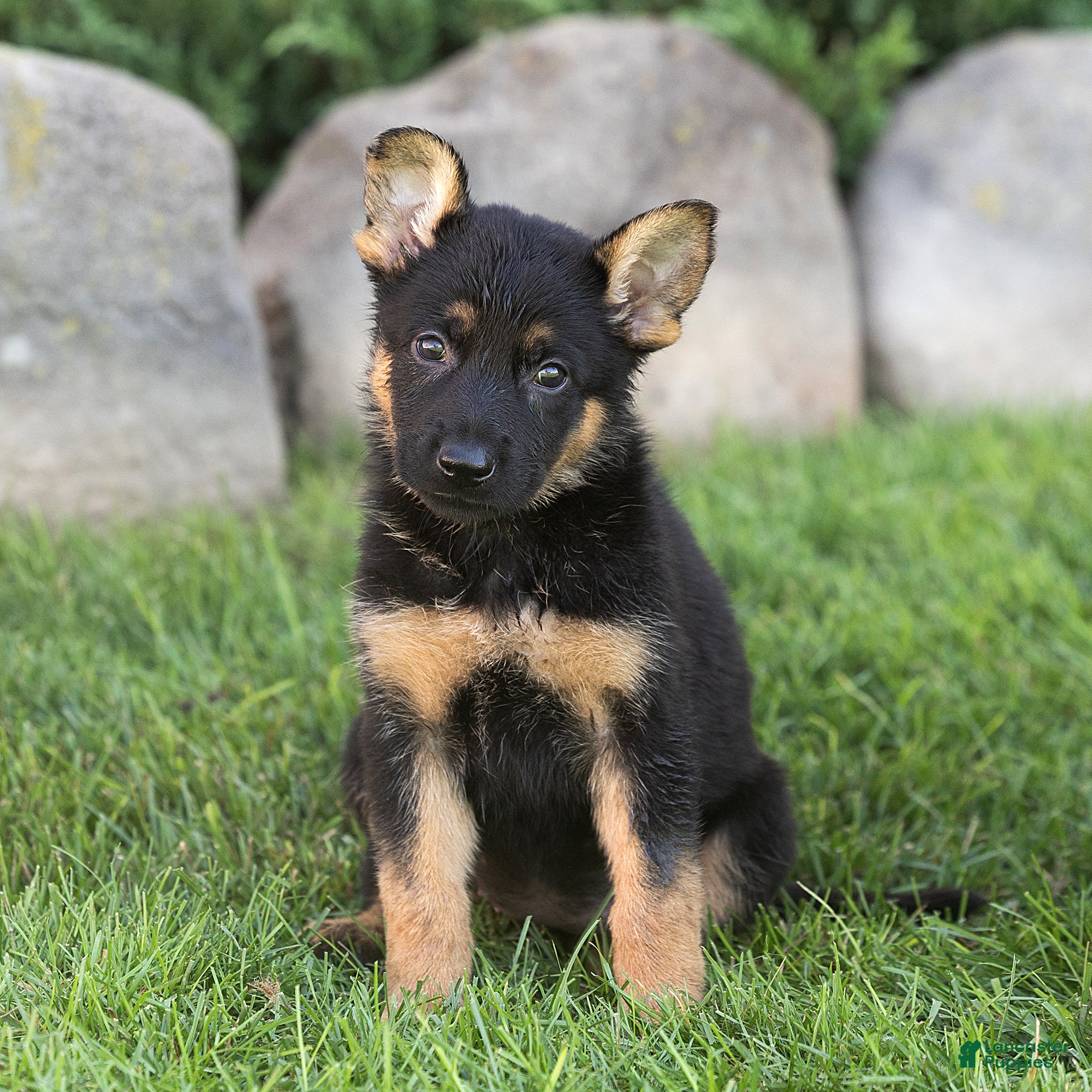 German Shepherd dogs Sadie German Shepherd  - Ad 1