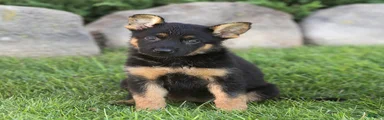 Sadie German Shepherd 