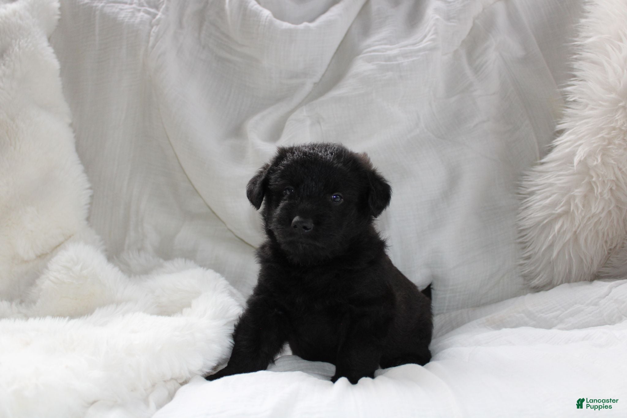 Mixed Breed dogs Wiley - Ad 1