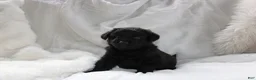 Mixed Breed dogs for sale: Wiley - Ad 3