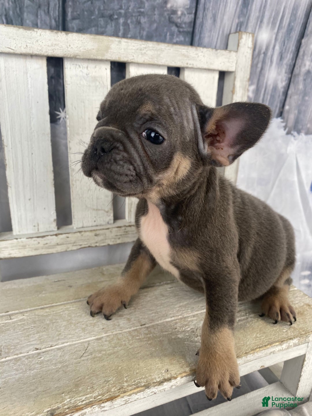 French Bulldog dogs for sale: Paisley - Ad 7