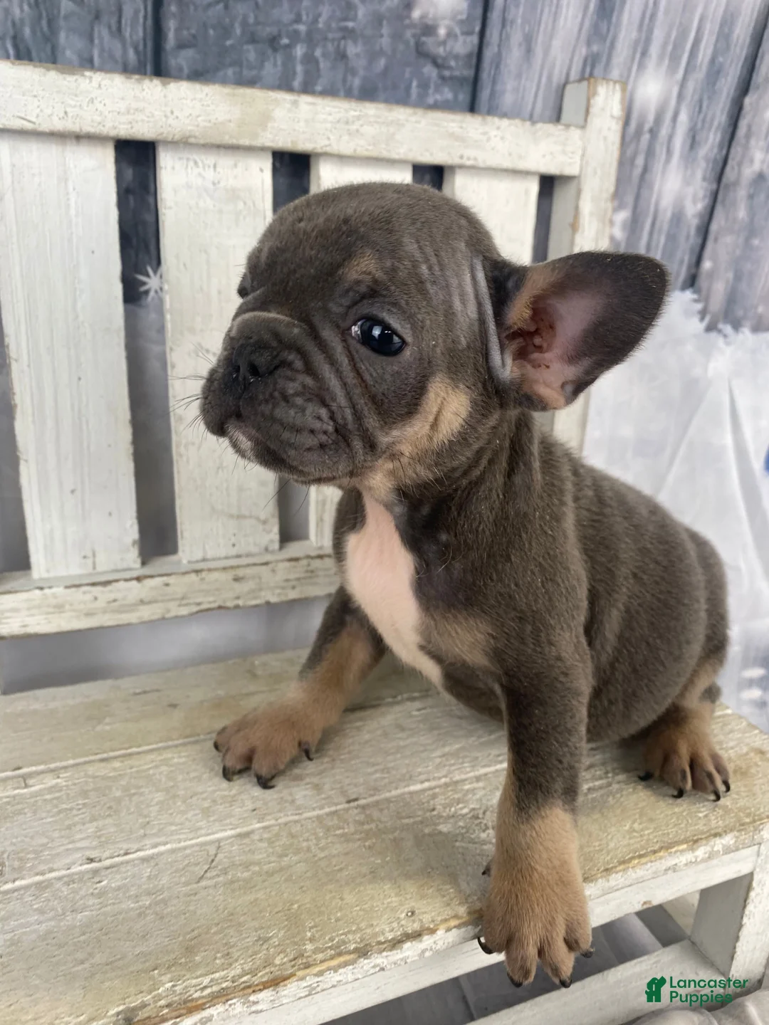 French Bulldog dogs for sale: Paisley - Ad 11
